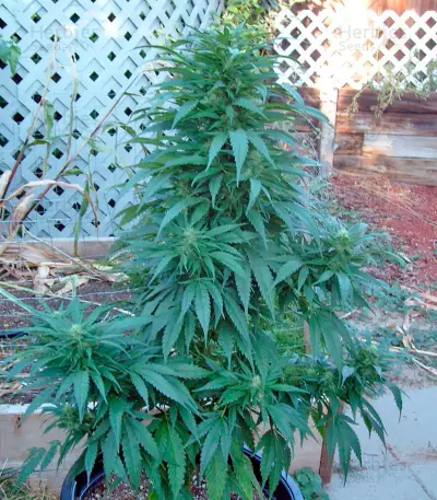 Brazil Amazonia (World of Seeds) Cannabis-Samen