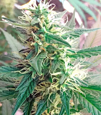 Critical Cheese (Dinafem Seeds) Cannabis-Samen