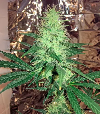 Critical Cheese (Dinafem Seeds) Cannabis-Samen