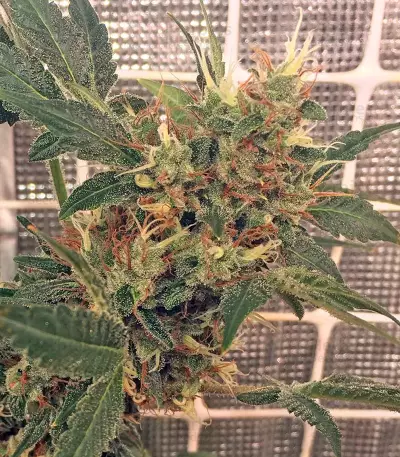 Kali Mist regular (Serious Seeds) Cannabis-Samen