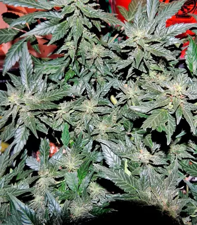 Pakistan Ryder Auto (World of Seeds) Cannabis-Samen
