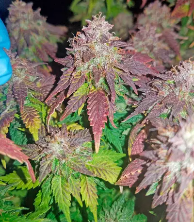 Purple Trainwreck (Humboldt Seeds Organization) Cannabis-Samen