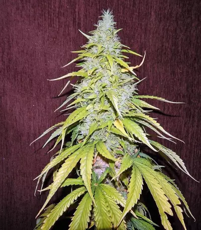 Satori regular (Mandala Seeds) Cannabis-Samen