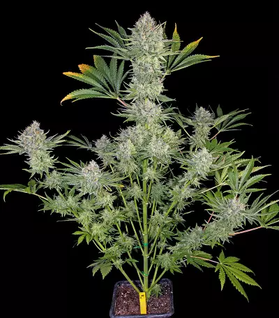 Serious Kush (Serious Seeds) Cannabis-Samen