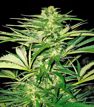 Shark Shock CBD (Dinafem Seeds) Cannabis-Samen