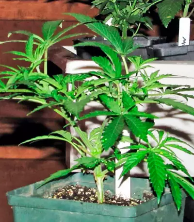 Star 47 (World of Seeds) Cannabis-Samen