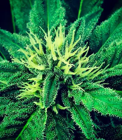 Super Skunk (Vision Seeds) Cannabis-Samen
