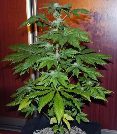 White Widow Auto (GHS) Cannabis-Samen