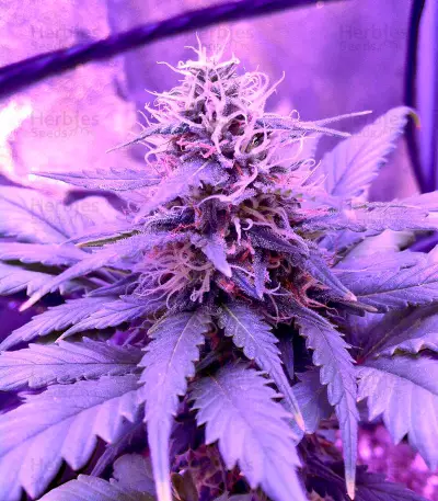 Amnesia (World of Seeds) Cannabis-Samen