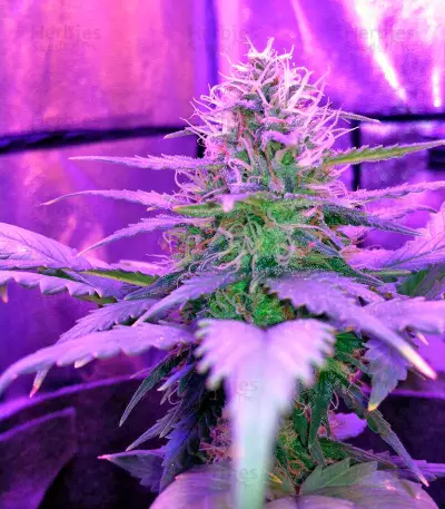 Amnesia (World of Seeds) Cannabis-Samen