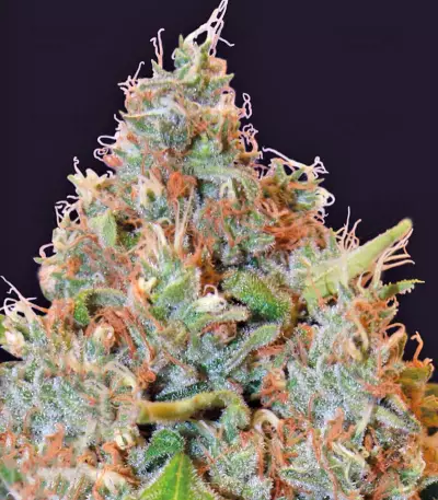 Chronic Thunder (Barney's Farm) Cannabis-Samen