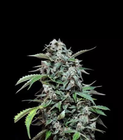 Maxi Haze Auto (Grass-O-Matic) Cannabis-Samen