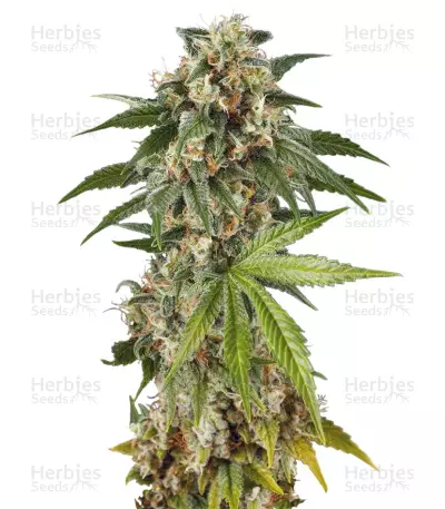 Kush'N'Cheese Autoflowering (Dinafem Seeds) Cannabis-Samen