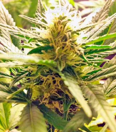 Super Bud (GHS) Cannabis-Samen