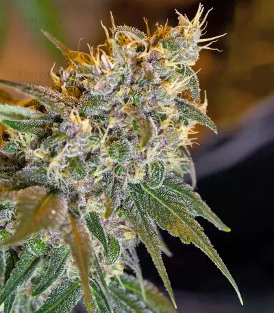 Sweet Special F1 Fast version (Sweet Seeds) Cannabis-Samen