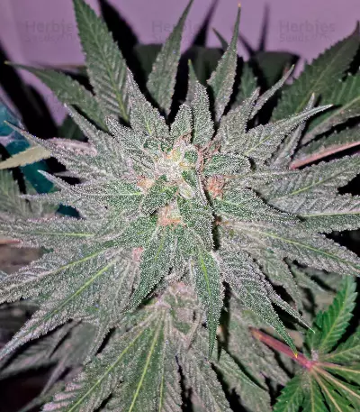 Afgooey (Strain Hunters) Cannabis-Samen