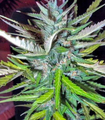 Auto Afghan Mass (00 Seeds) Cannabis-Samen
