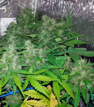Auto Lennon (Pyramid Seeds) Cannabis-Samen