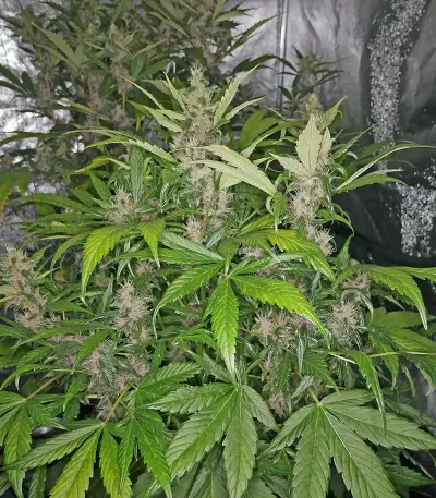 Blackberry Auto feminisierte Samen (Fast Buds)