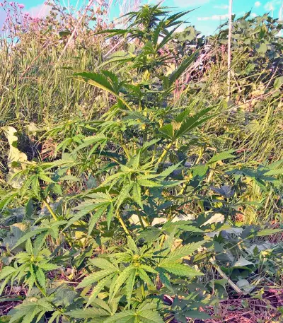 CBD Auto White Widow (Dutch Passion) Cannabis-Samen