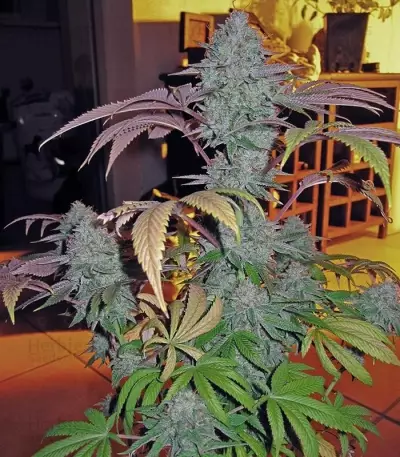 Cataract Kush (DNA Genetics)
