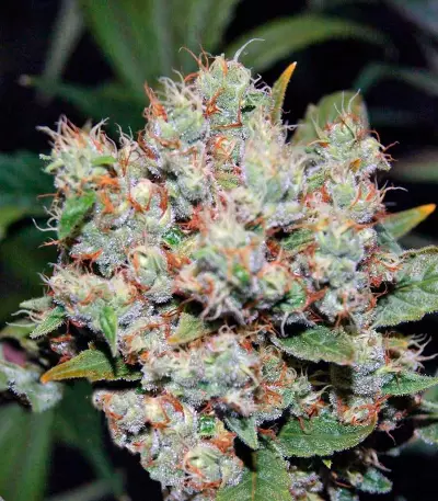 Freddy's Best (Dutch Passion) Cannabis-Samen