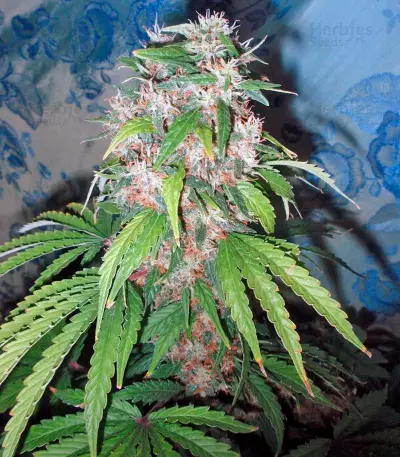Hollands Hope (Dutch Passion) Cannabis-Samen