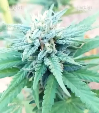 Marmalate Early Version (Delicious Seeds) Cannabis-Samen