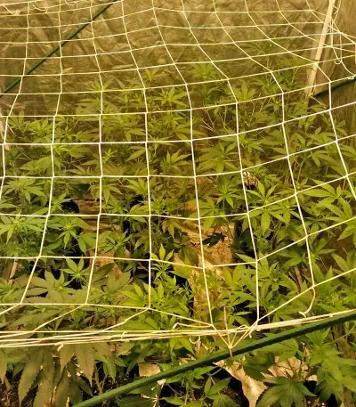 Master Kush (Humboldt Seeds Organization) Cannabis-Samen