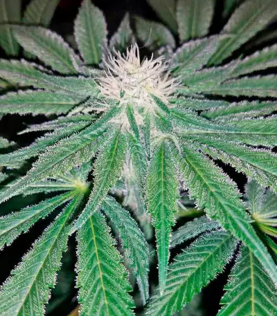 Mazar Kush (World of Seeds) Cannabis-Samen