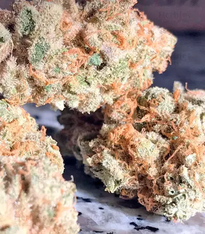 Papaya regular (Nirvana Seeds) Cannabis-Samen