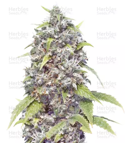 Pure AK (Female Seeds) Cannabis-Samen