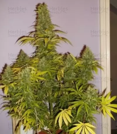 Shining Silver Haze (RQS) Cannabis-Samen