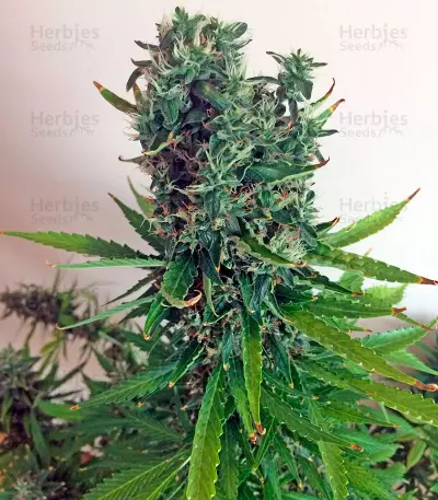 White Widow XXL Autoflowering (Dinafem Seeds) Cannabis-Samen