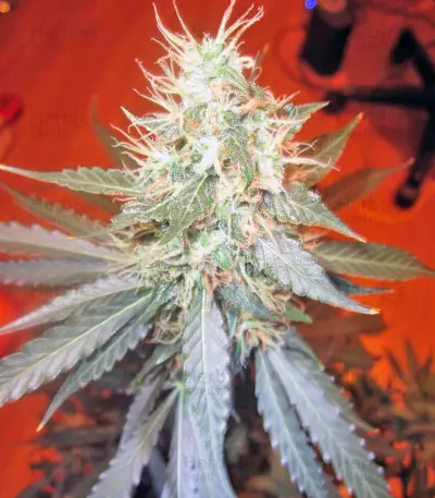 Jack Herer Auto (GHS) Cannabis-Samen