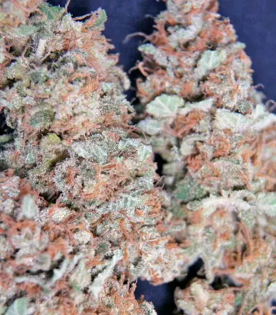 Moby Dick (GHS) Cannabis-Samen