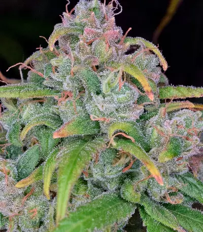 StarRyder Auto (Dutch Passion) Cannabis-Samen