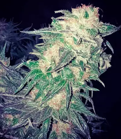 Afghan Kush (World of Seeds) Cannabis-Samen