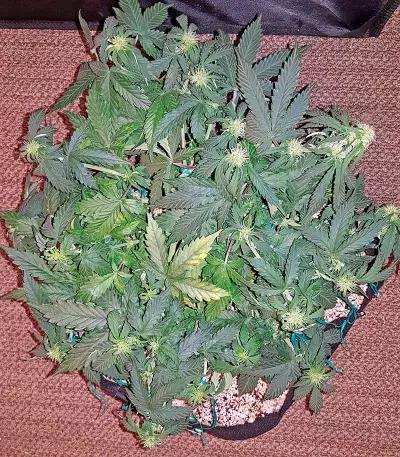 Auto Sweet Soma (00 Seeds) Cannabis-Samen