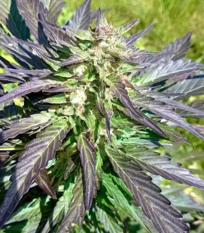 Auto Whiteberry (Paradise Seeds) Cannabis-Samen
