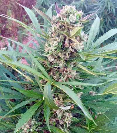 Blow Mind Auto (Sweet Seeds) Cannabis-Samen
