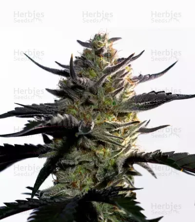 Blueberry OG strain