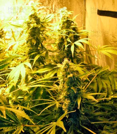 Chronic Haze (World of Seeds) Cannabis-Samen
