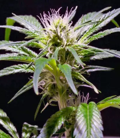 Damn Sour (GHS) Cannabis-Samen