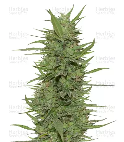 Dr Greenthumb’s Dedoverde Haze Auto (Humboldt Seeds) Cannabis-Samen