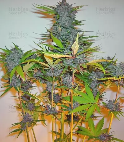 Fastberry Auto (Fast Buds) Cannabis-Samen