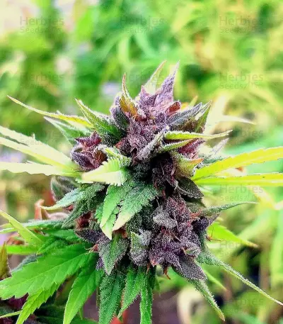 Hollands Hope (Dutch Passion) Cannabis-Samen