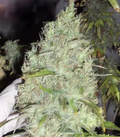 The Incredible Bulk feminisierte Samen (Dr. Krippling Seeds)