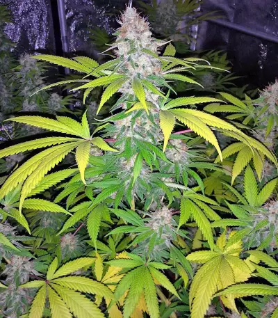 Mohan Ram (Sweet Seeds) Cannabis-Samen