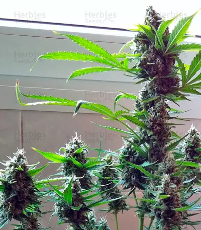Northern Lights x Big Bud Ryder Auto (World of Seeds) Cannabis-Samen